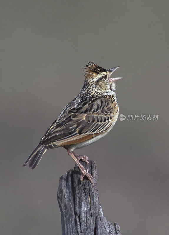 红枕云雀(Mirafra africana)是云雀科云雀的一种。肯尼亚马赛马拉国家保护区